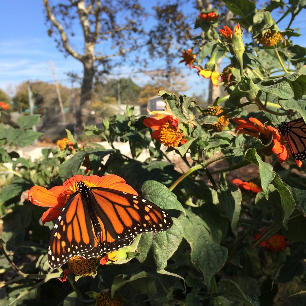  Monarchs visiting the farm 