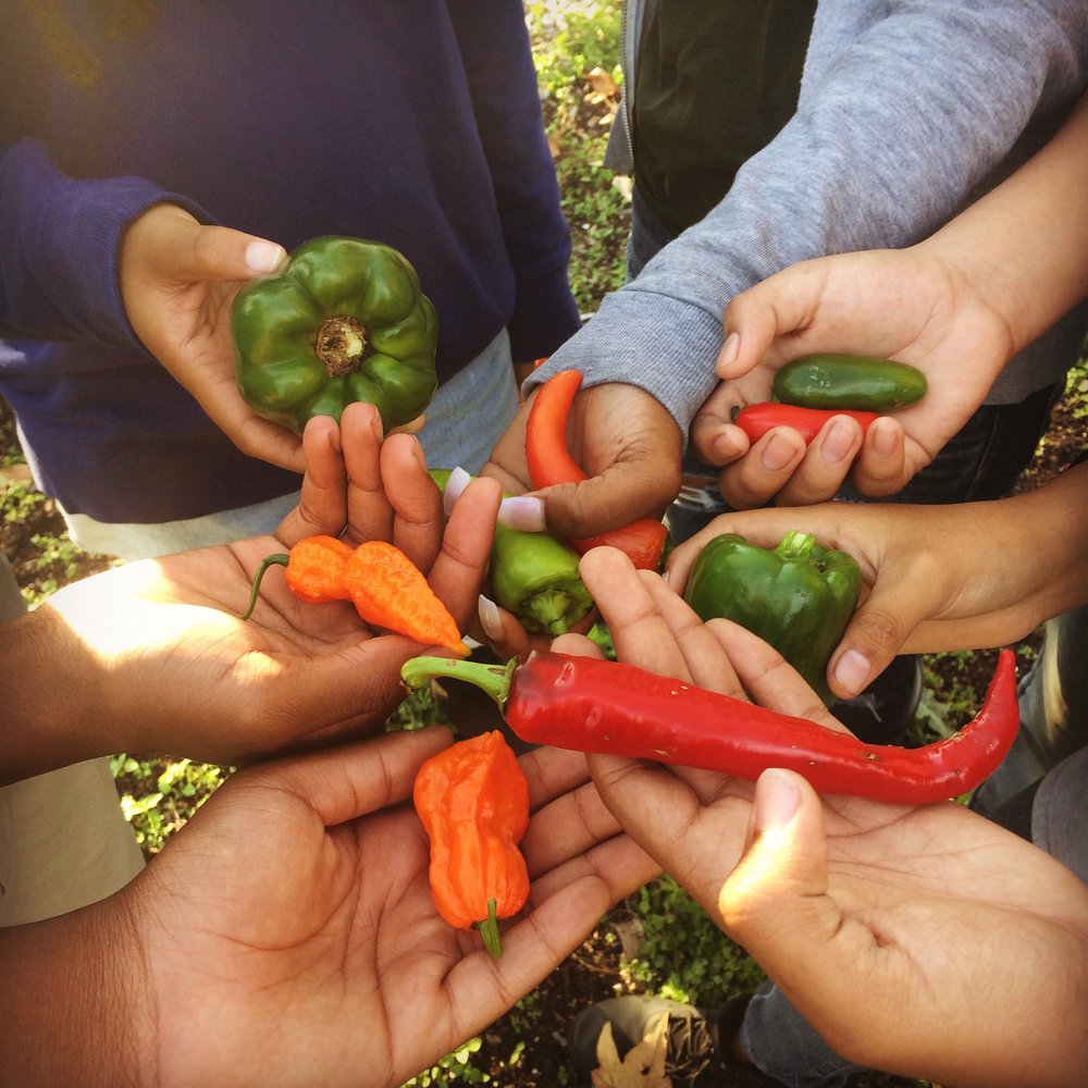  Pepper party 