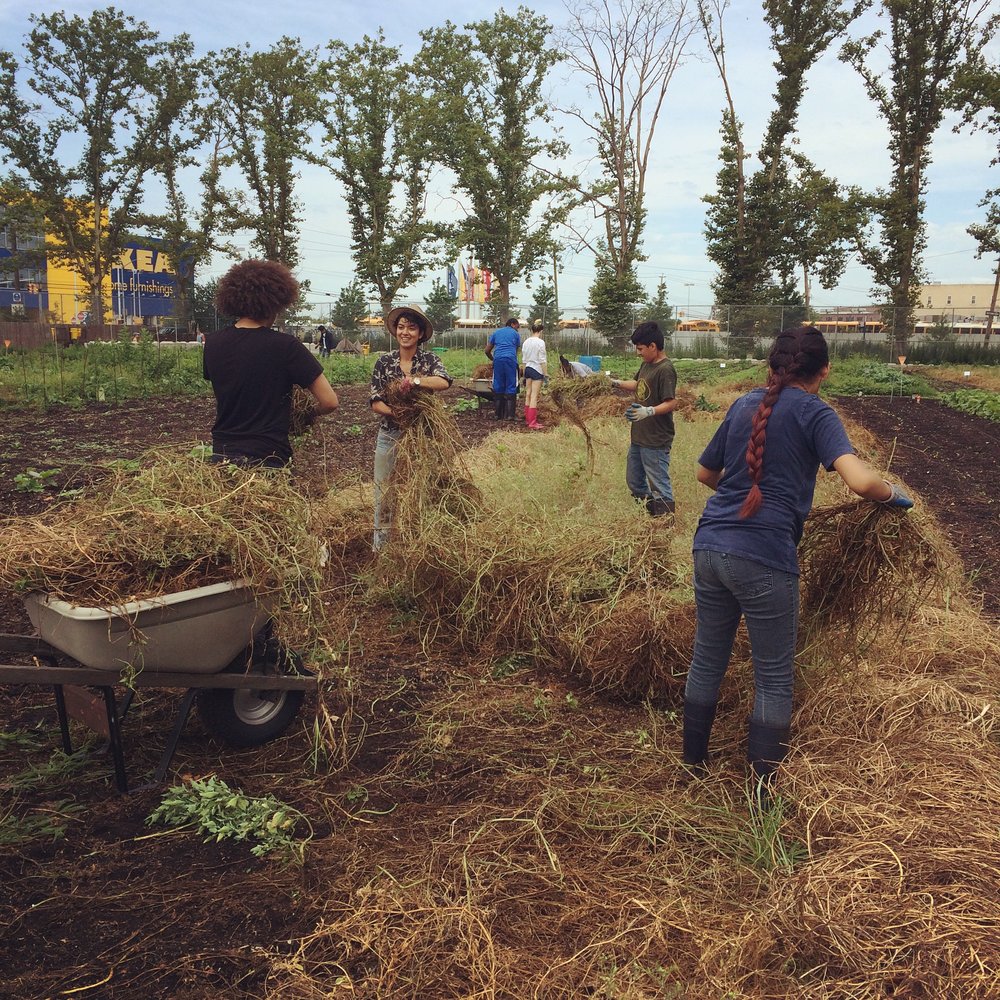  Pulling (rolling) up cover crop 