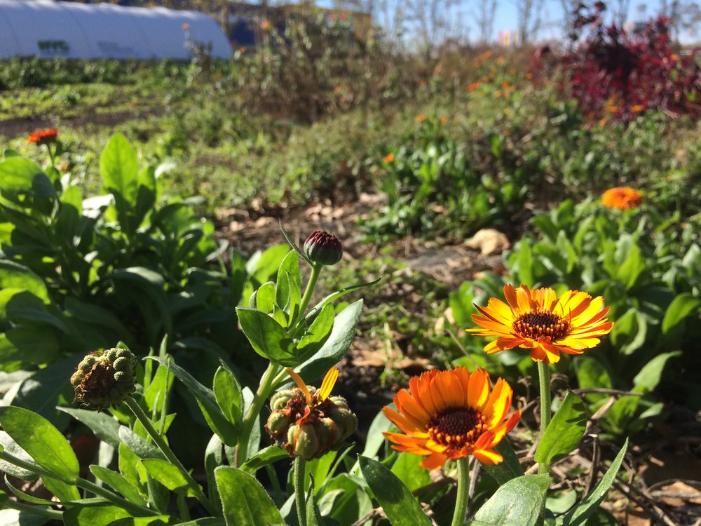  The zinnias have arrived!   