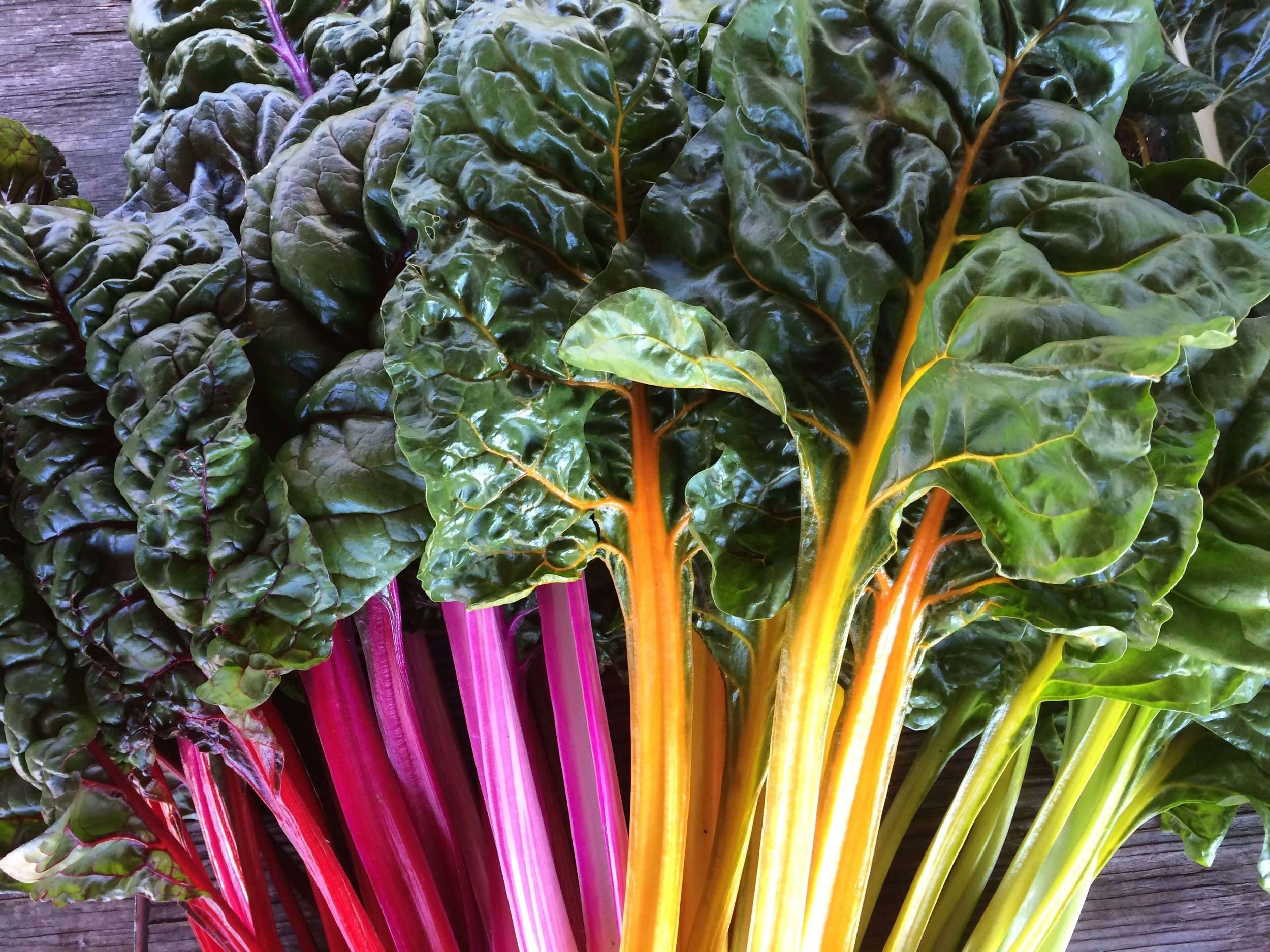  Rainbow chard! 