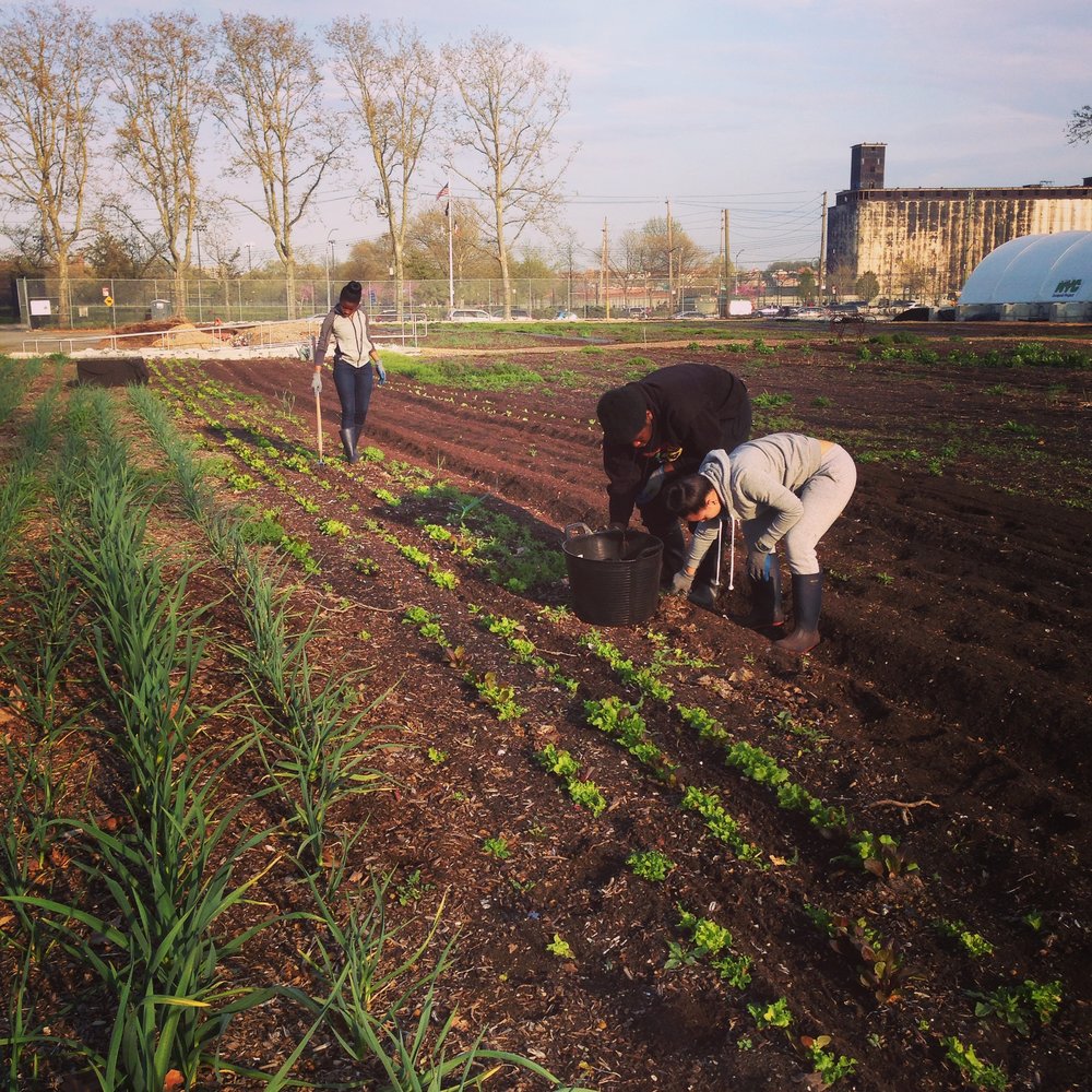  Trying to keep on top of those pesky spring weeds.   