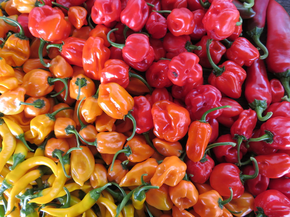  Did you know that we grew more than 10 different kinds of peppers on the farm this year? 