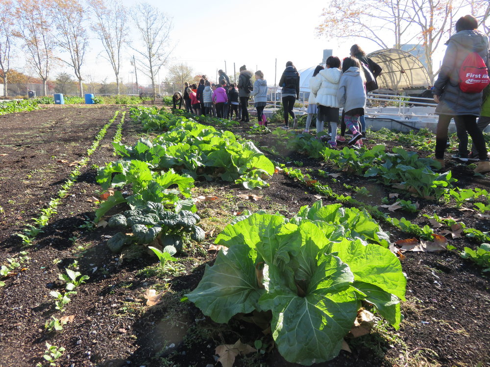  Students from the Brooklyn New School checking out our Napa Cabbages on a school visit! 