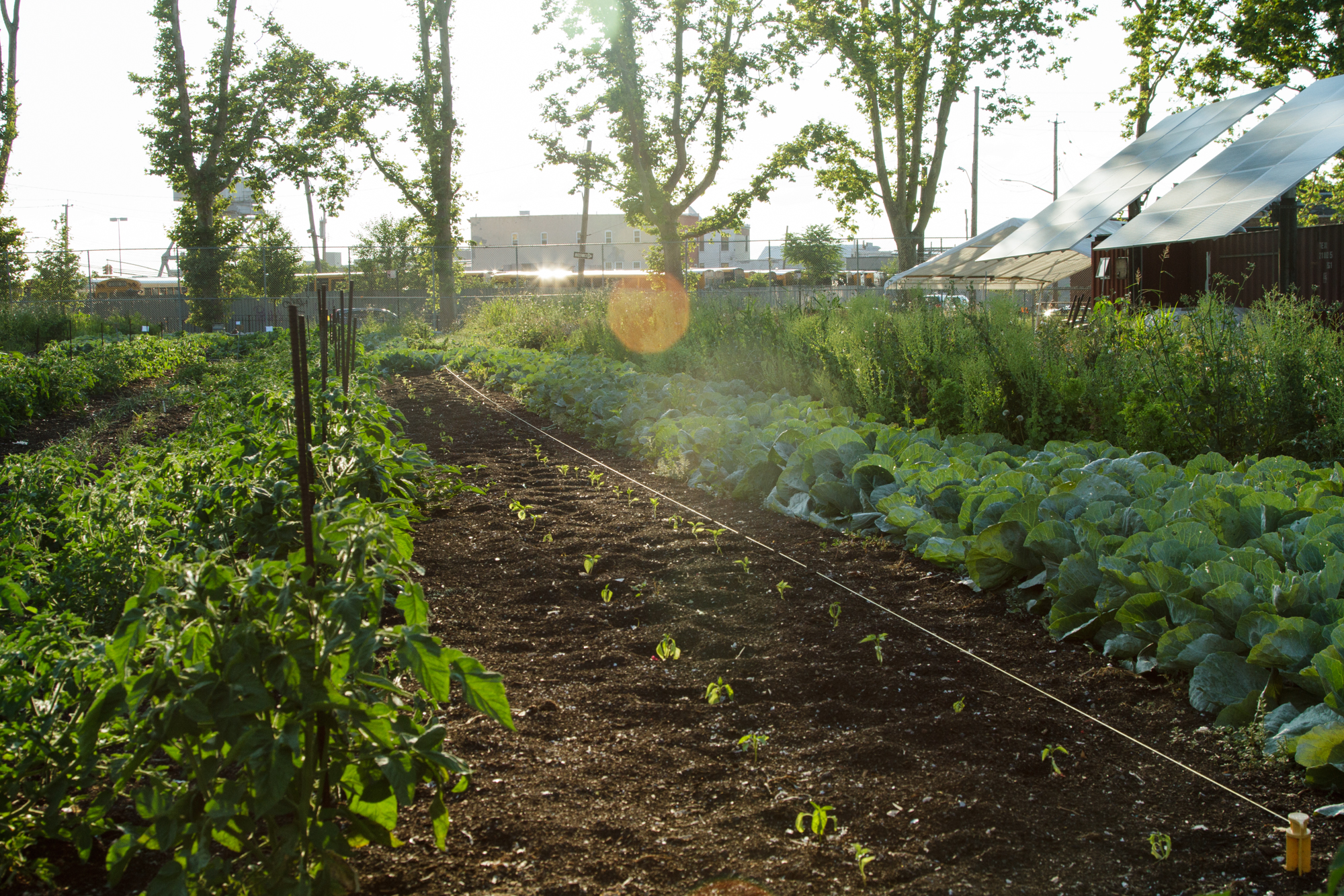 Red Hook Community Farm_Sherridon Poyer-0726.jpg