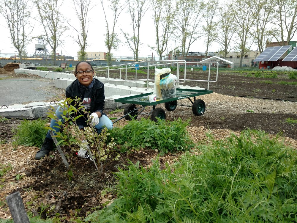  Becky is the steward of our blueberry bushes! 