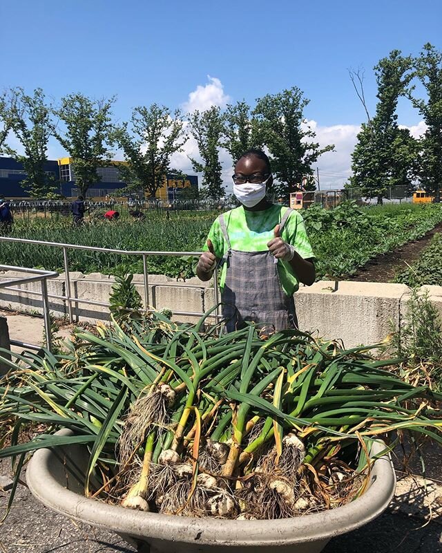 Happy solstice and happy garlic harvest, featuring new youth farmer extraordinaire Airiel! 🧄💫
#youngfarmers #urbanag #garlic #summersolstice