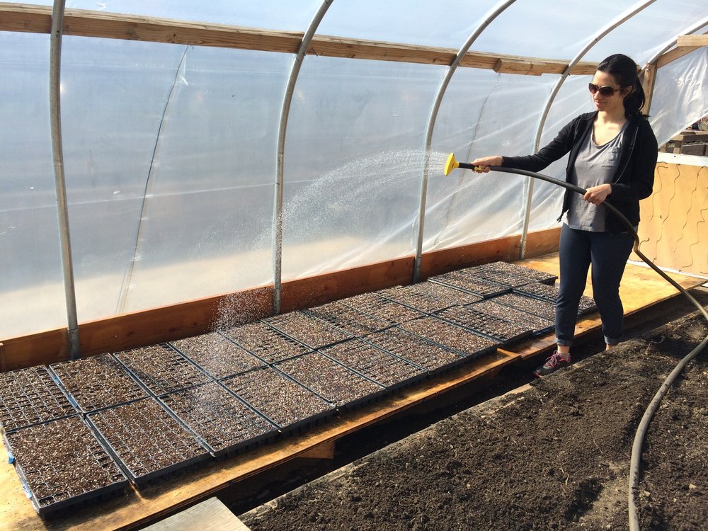  Saara watering our starts at our borrowed greenhouse (thanks friends in Brownsville!). 