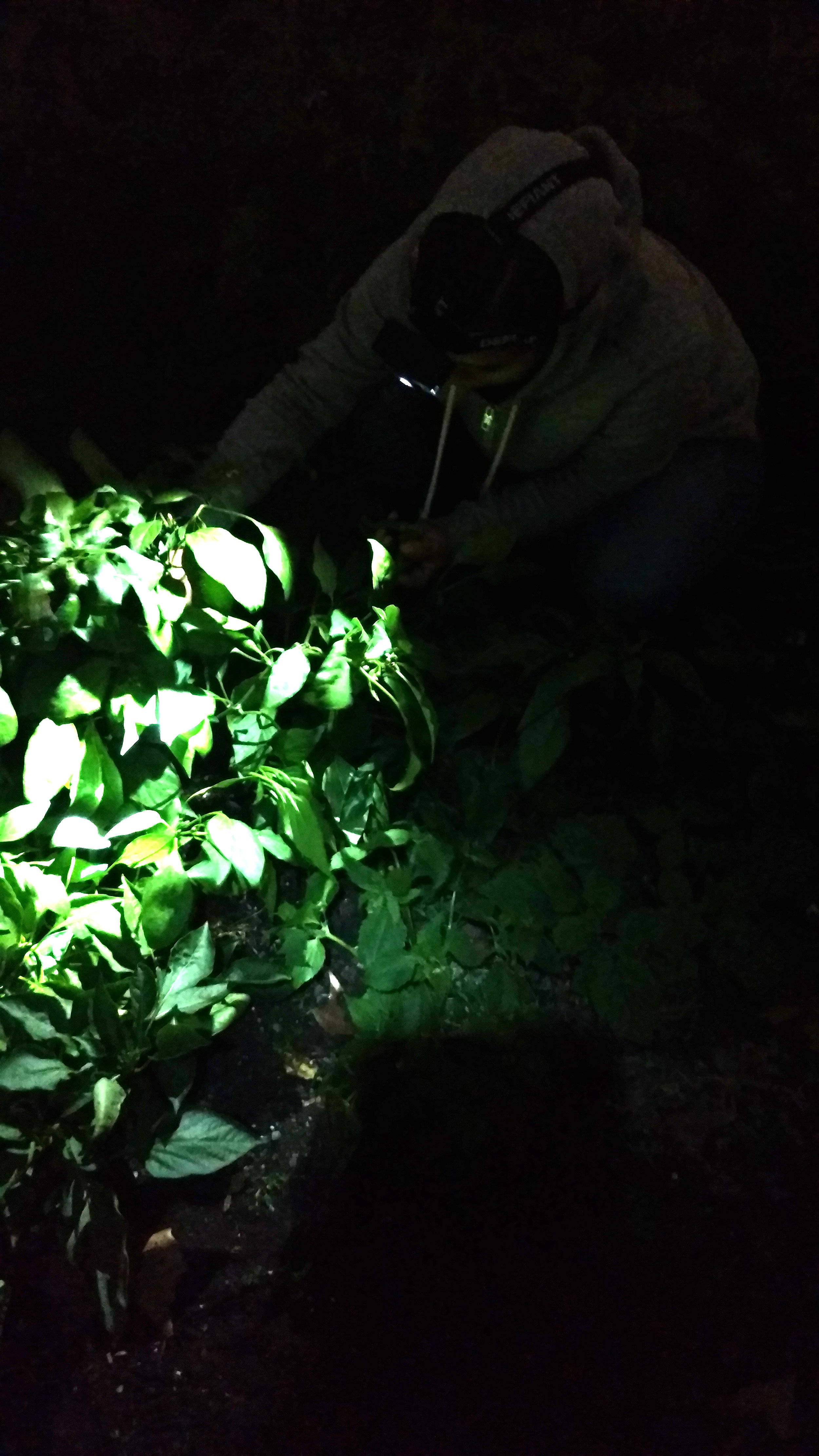  You know that the season is winding down when it's time to work by headlamp light. 