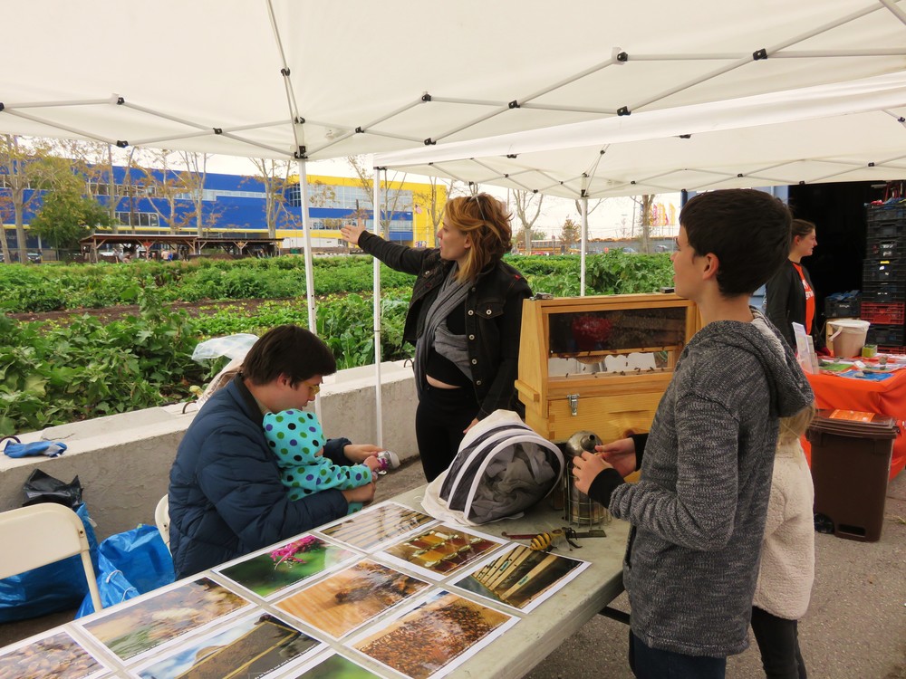 Our friend Tim the Beekkeeper brought a see-through demonstration bee hive!