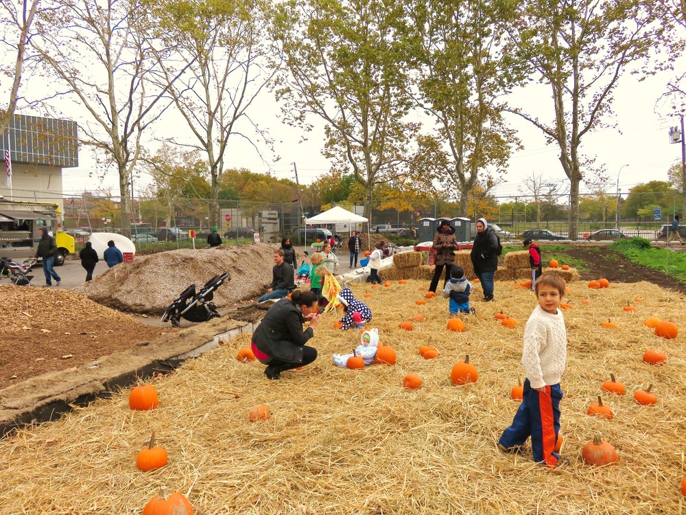 Pumpkin patch!