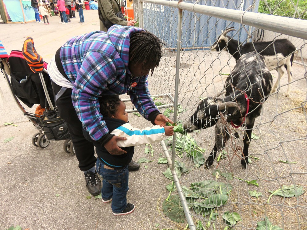 Feeding collards to our friends Goatwanus and Canal...