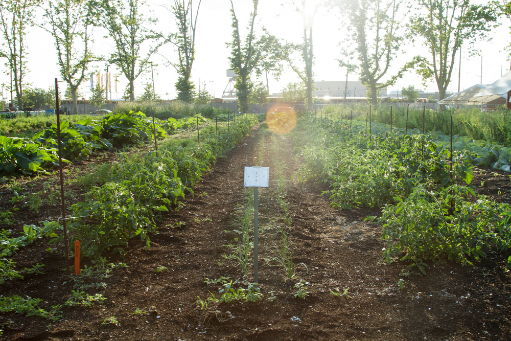 Red Hook Community Farm_Sherridon Poyer-0725.jpg